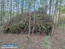Oddam gałęzie I drzewa. - Obrazek 2
