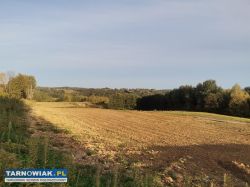 Na sprzedaż – działka 36 ar Zalasowa - Obrazek 2