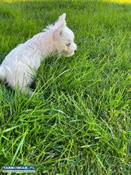 Szczeniak West Highland White Terrier - Obrazek 3