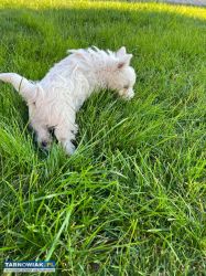 Szczeniak West Highland White Terrier - Obrazek 4