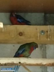 Papugi - Obrazek 3